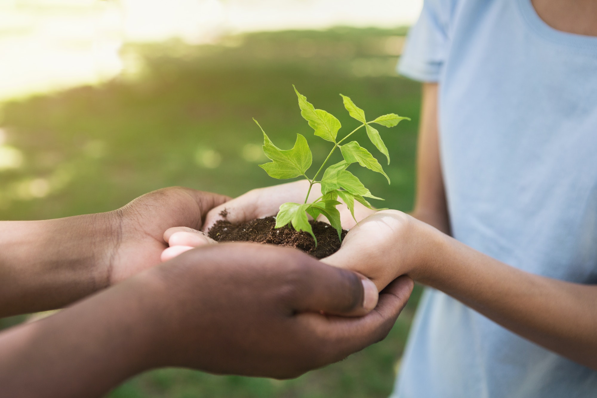 Two hands holding and caring young green plant