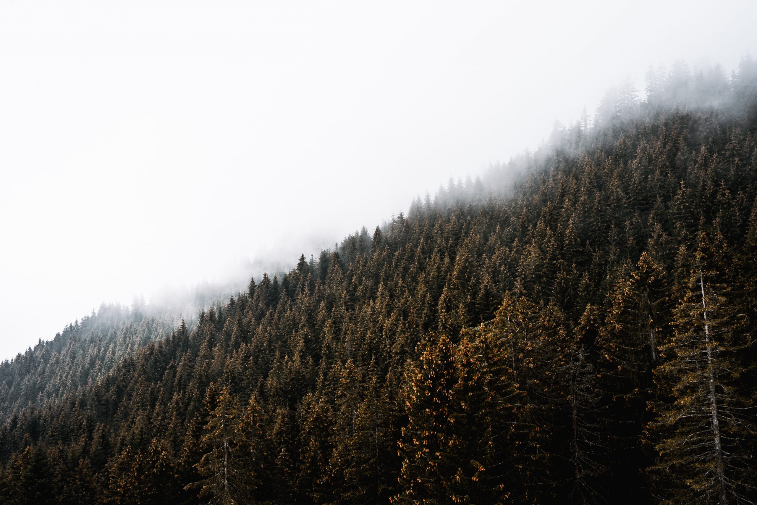green and brown trees under white sky during daytime