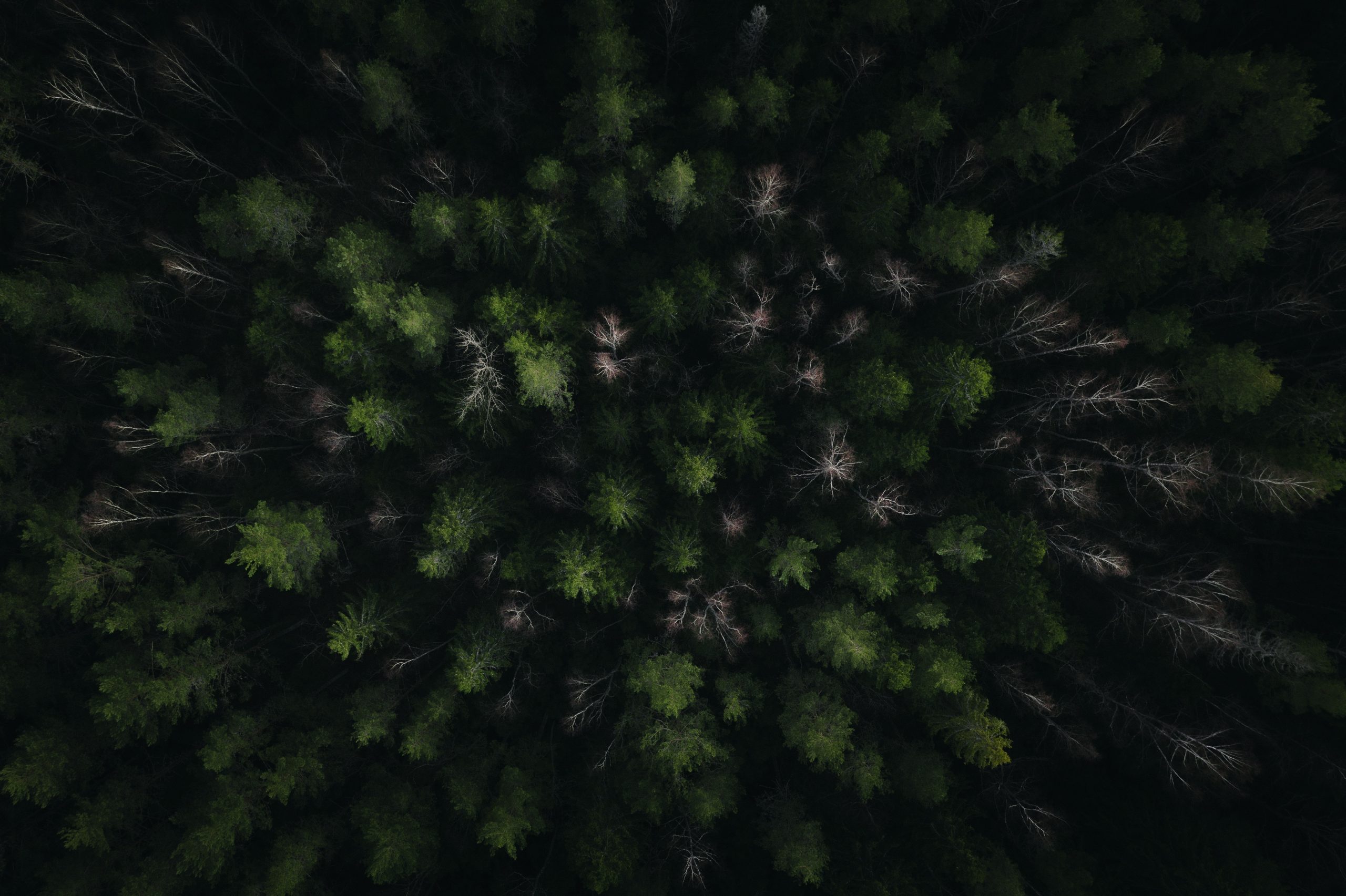 green pine tree during daytime